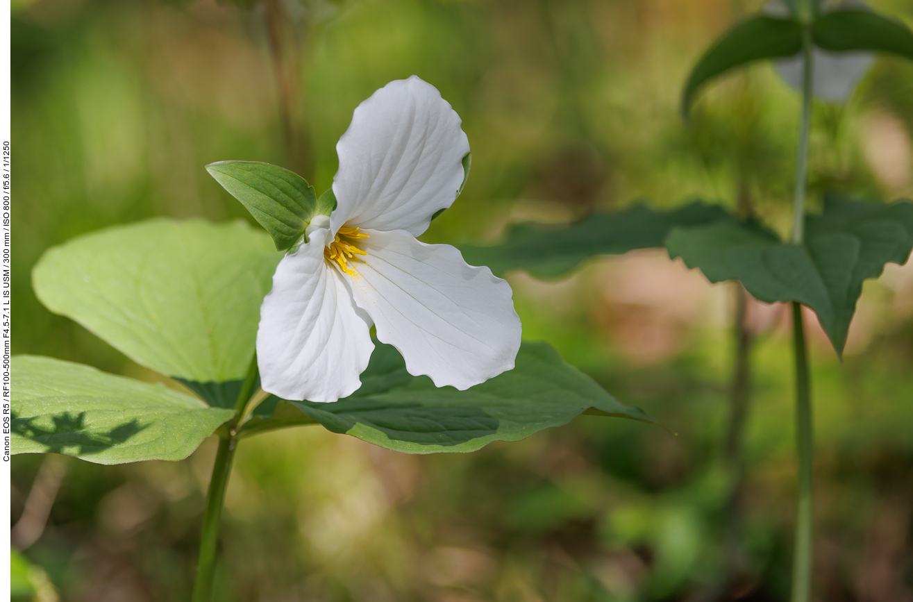Großblütige Waldlilie [Trillium grandiflorum]