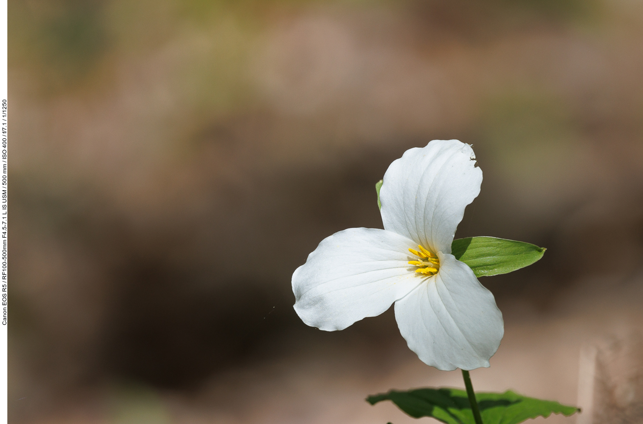 Großblütige Waldlilie [Trillium grandiflorum]