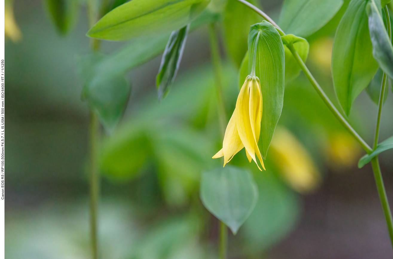 Hängende Goldglocke [Uvularia grandiflora]