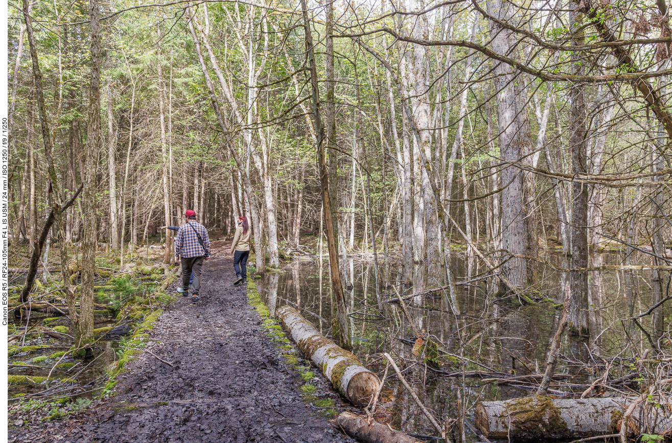 Matschiger Weg zwischen zwei Teichen