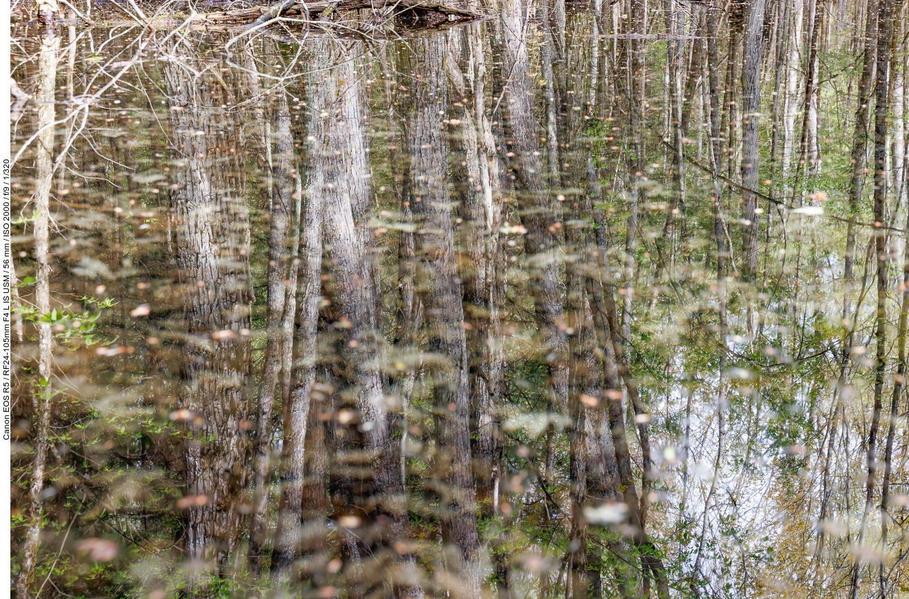 Spiegelung im Teich