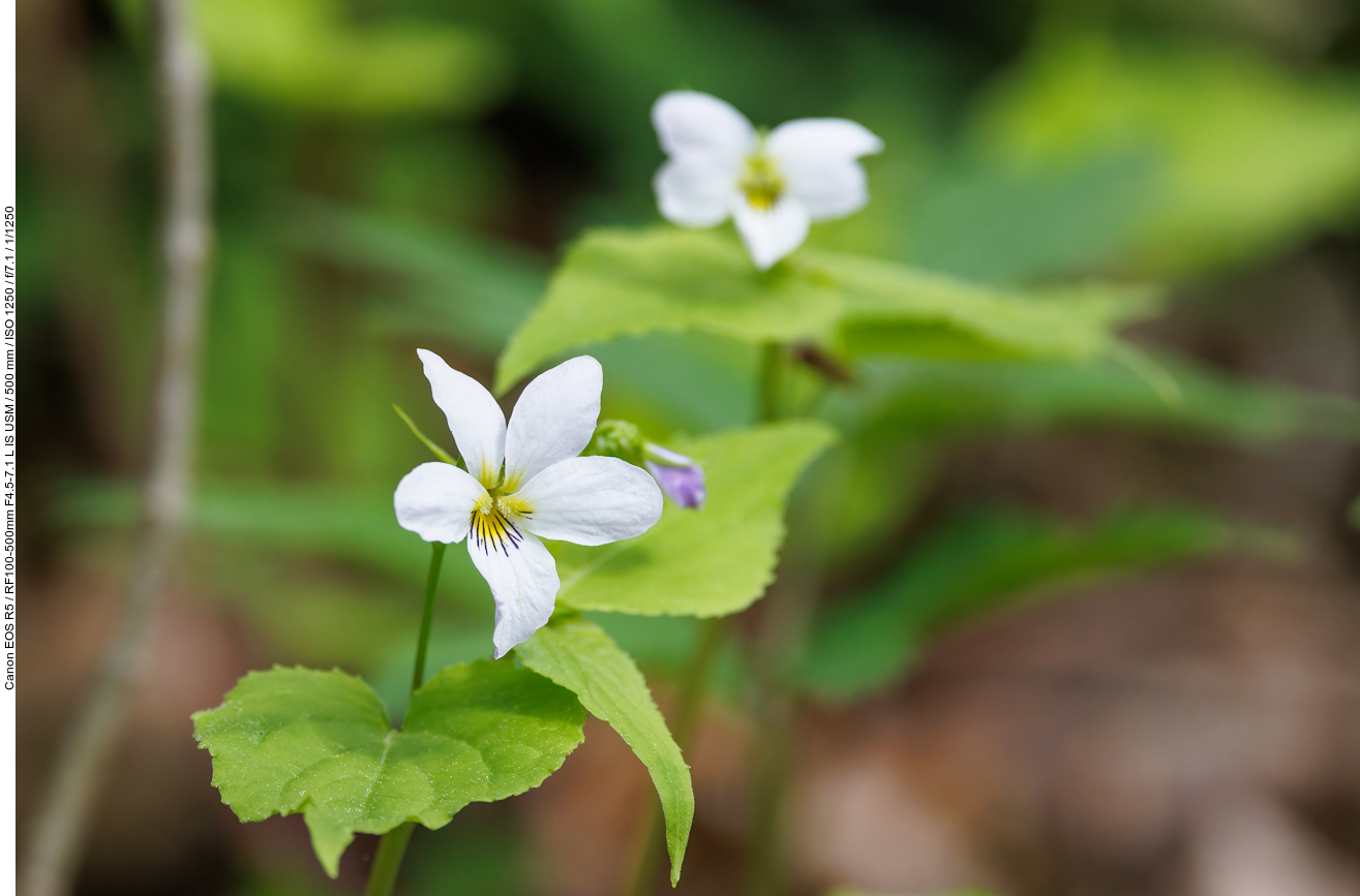Veilchen [Viola blanda]