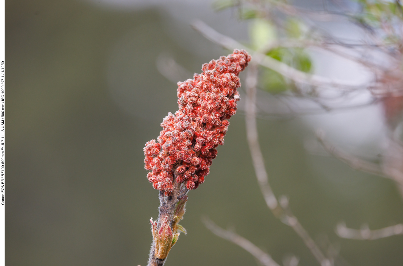 Essigbaum [Rhus typhina]