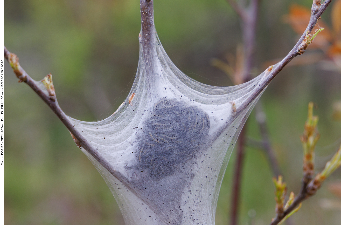 ... hat sich hier ein Nest gebaut ...