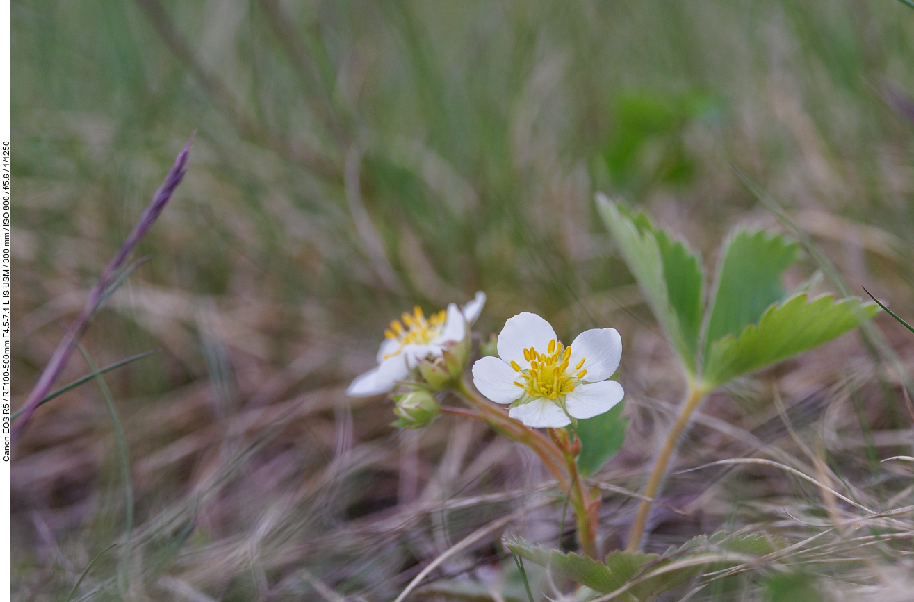 Scharlach-Erdbeere [Fragaria virginiana]
