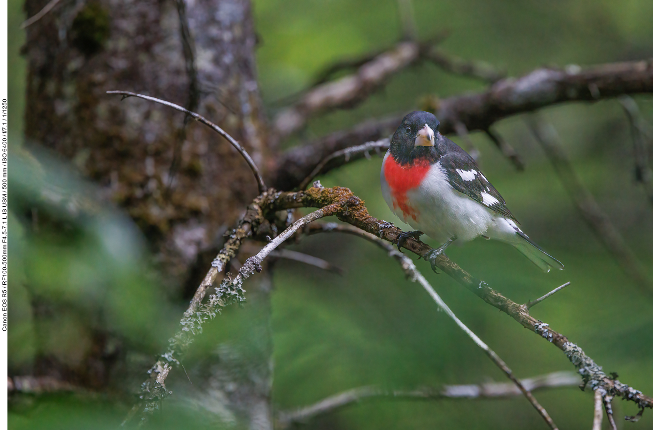 Rosenbrust-Kernknacker (Rose-breasted Grosbeak) [Pheucticus ludovicianus]