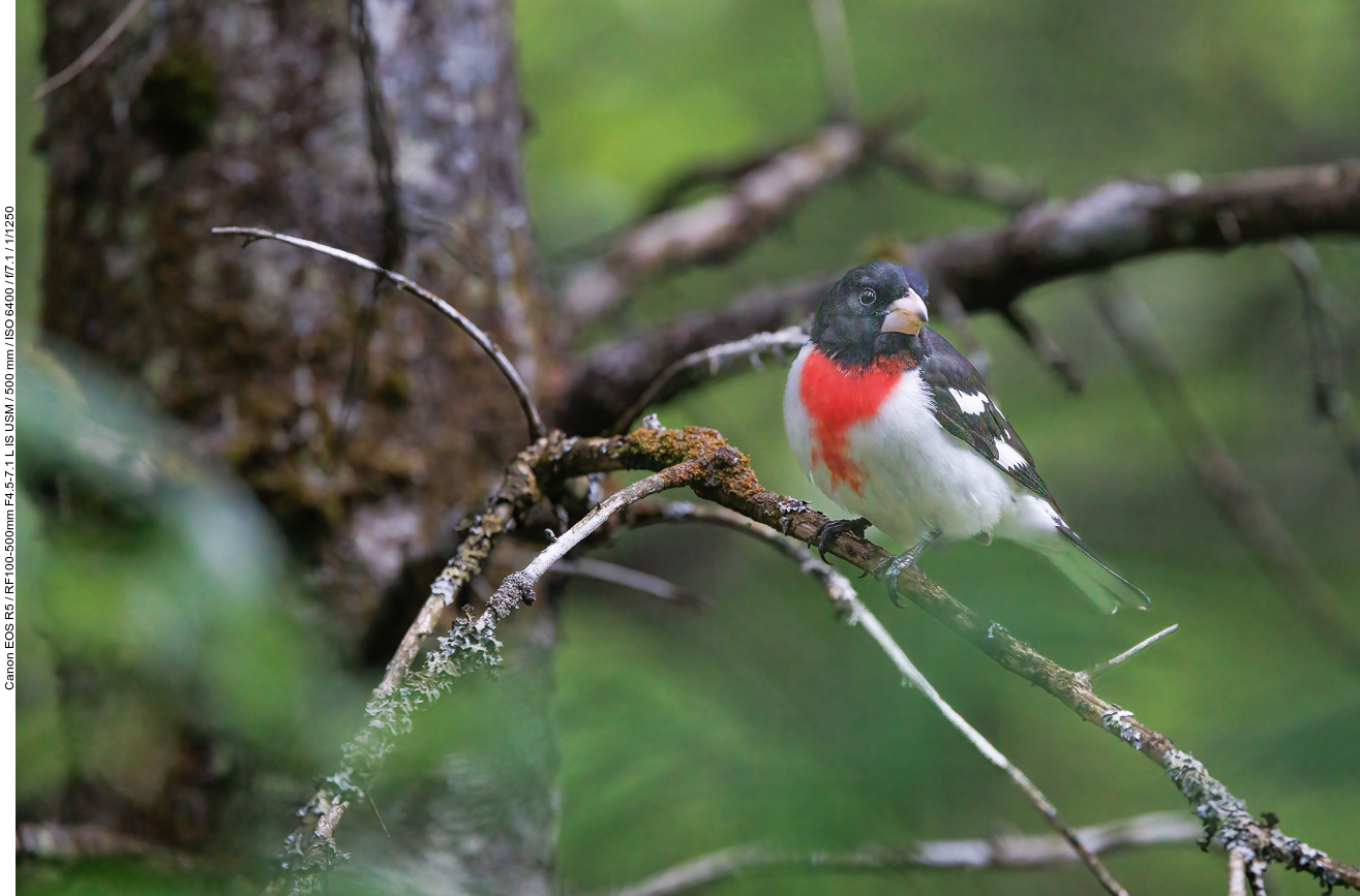 Rosenbrust-Kernknacker (Rose-breasted Grosbeak) [Pheucticus ludovicianus]