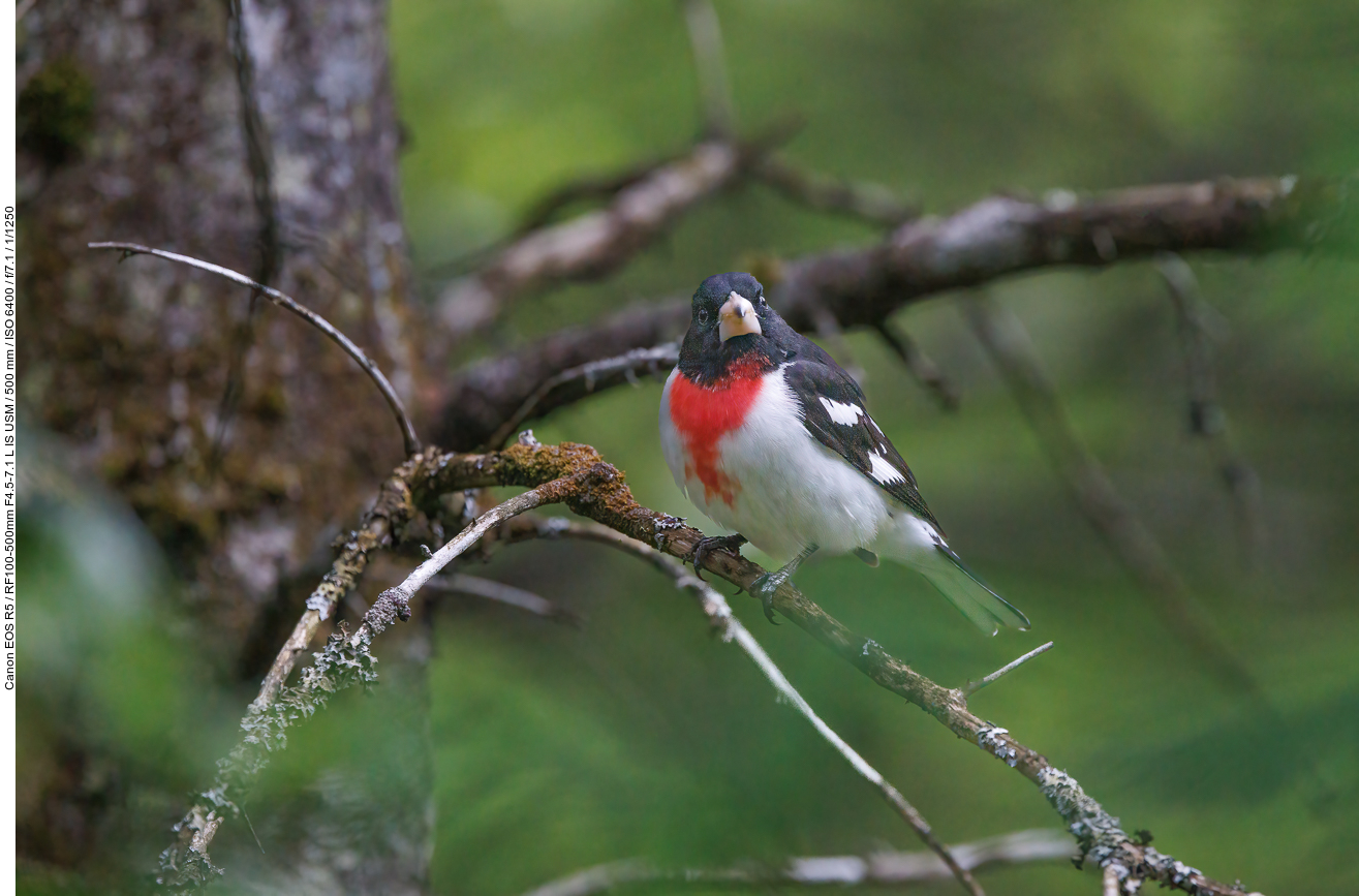 Rosenbrust-Kernknacker (Rose-breasted Grosbeak) [Pheucticus ludovicianus]
