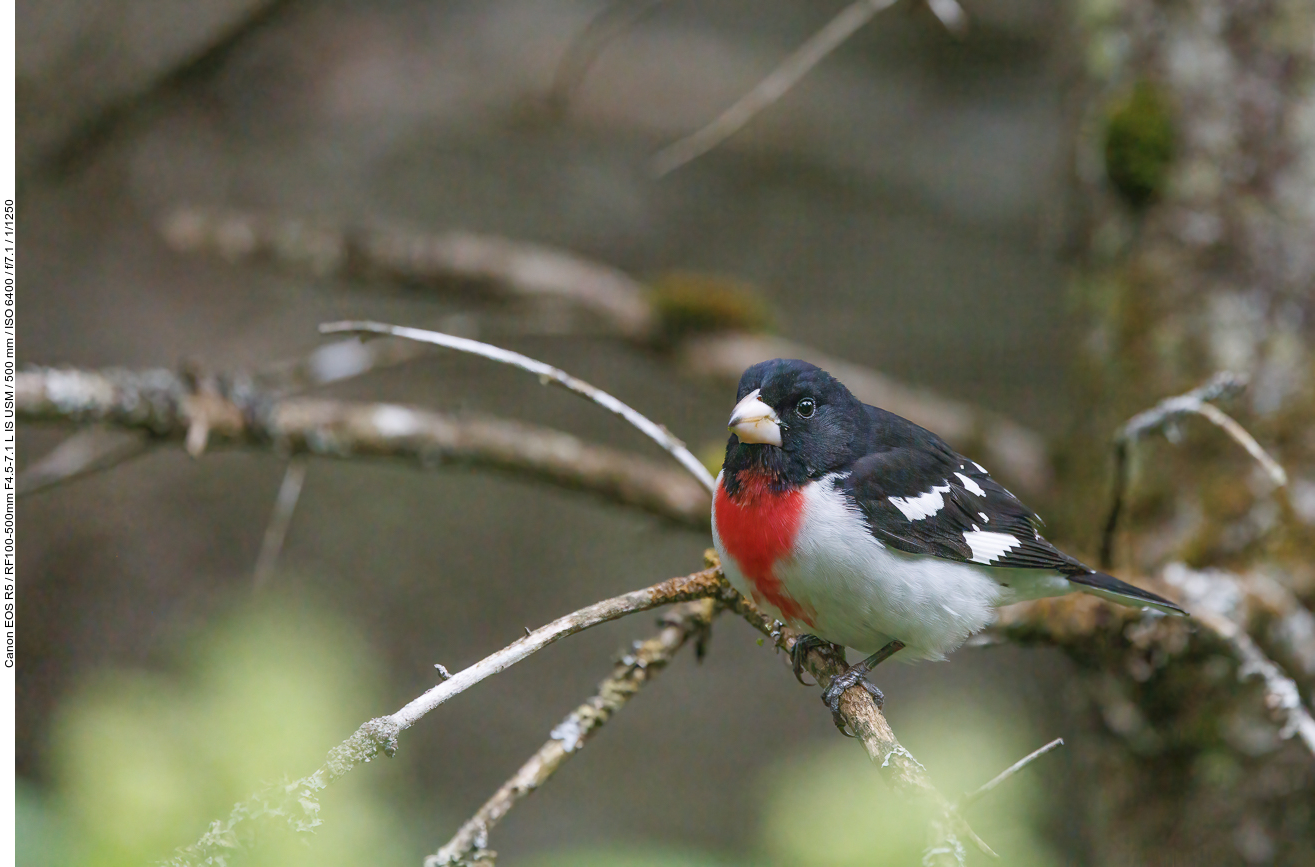 Rosenbrust-Kernknacker (Rose-breasted Grosbeak) [Pheucticus ludovicianus]