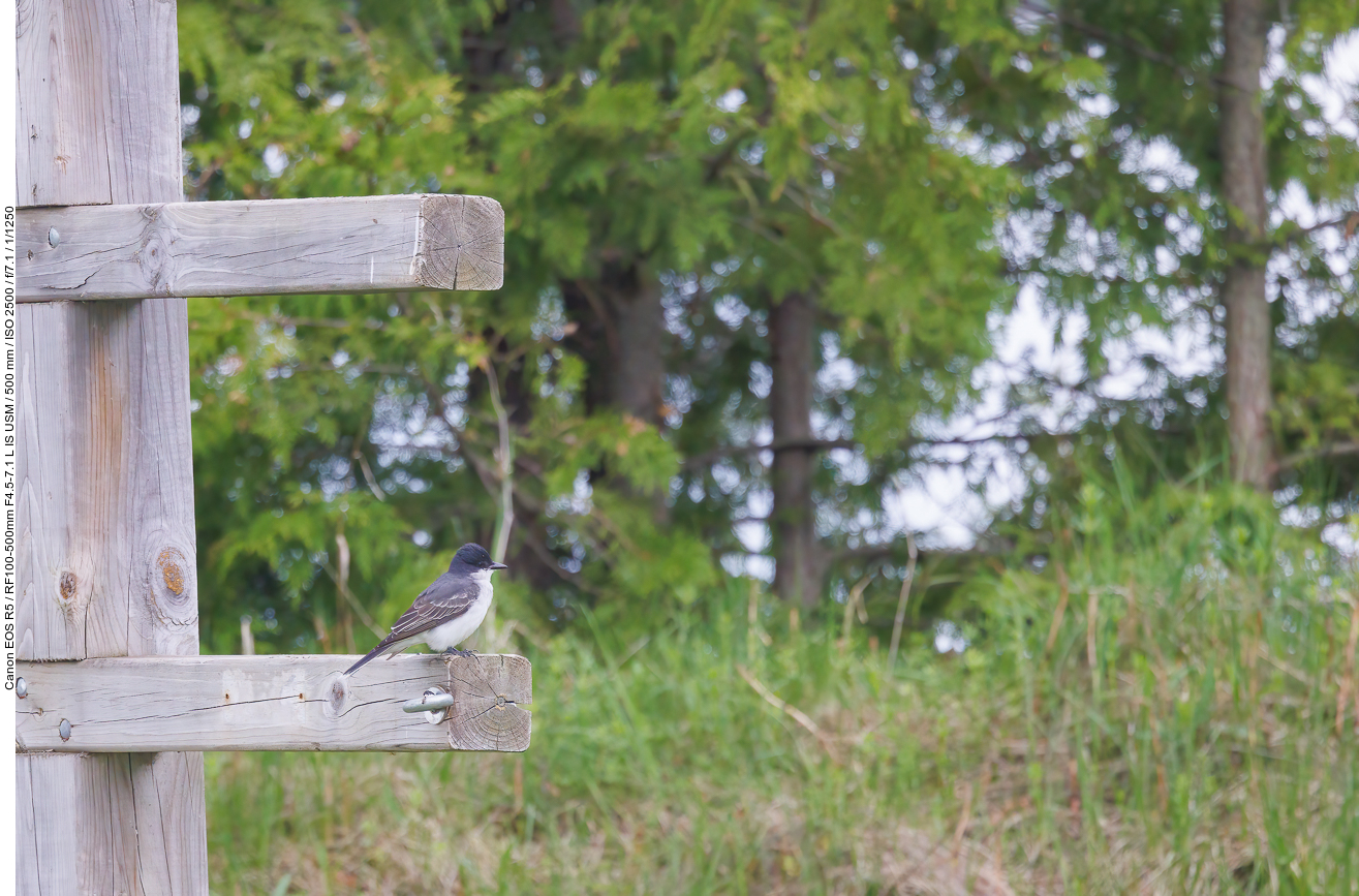 Schieferrücken-Königstyrann (Eastern kingbird) [Tyrannus tyrannus]