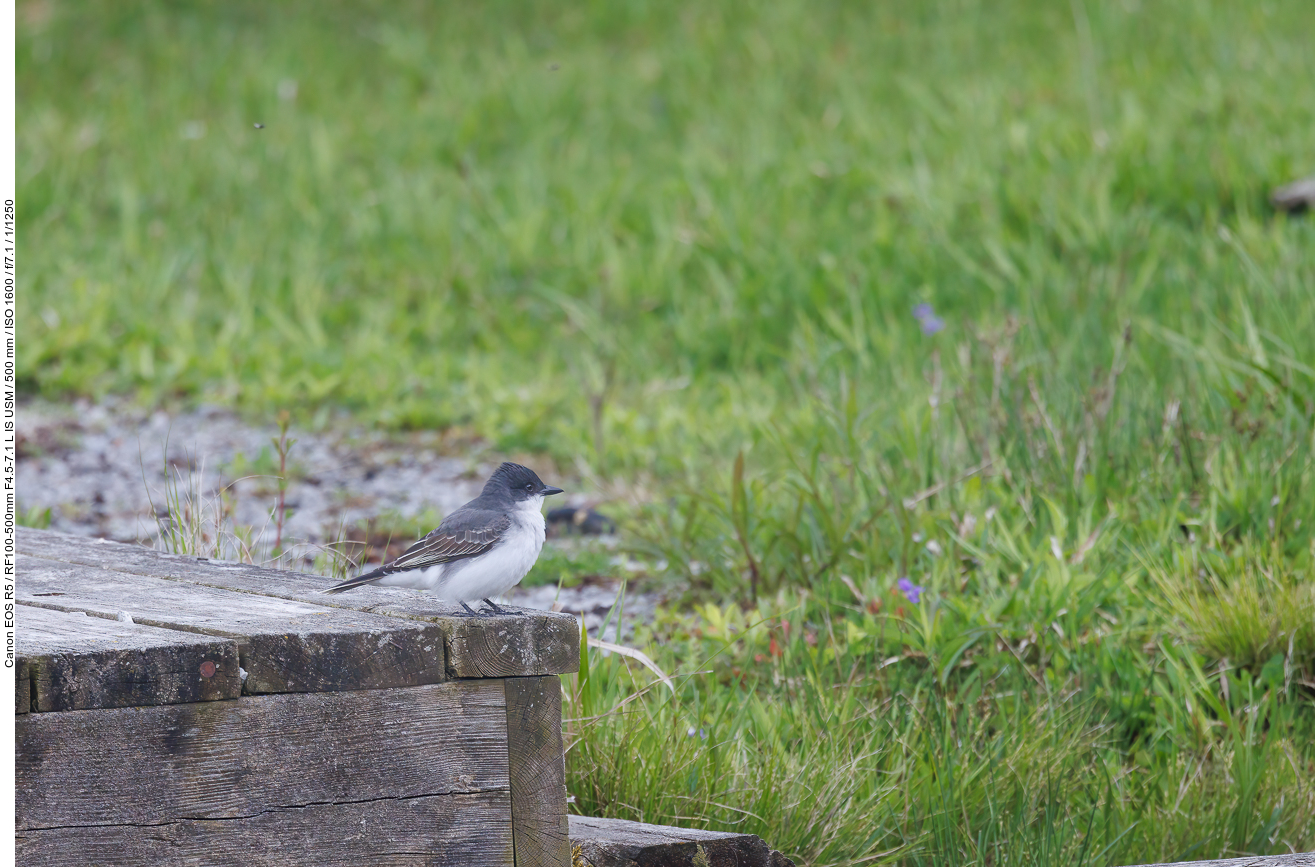 Schieferrücken-Königstyrann (Eastern kingbird) [Tyrannus tyrannus]
