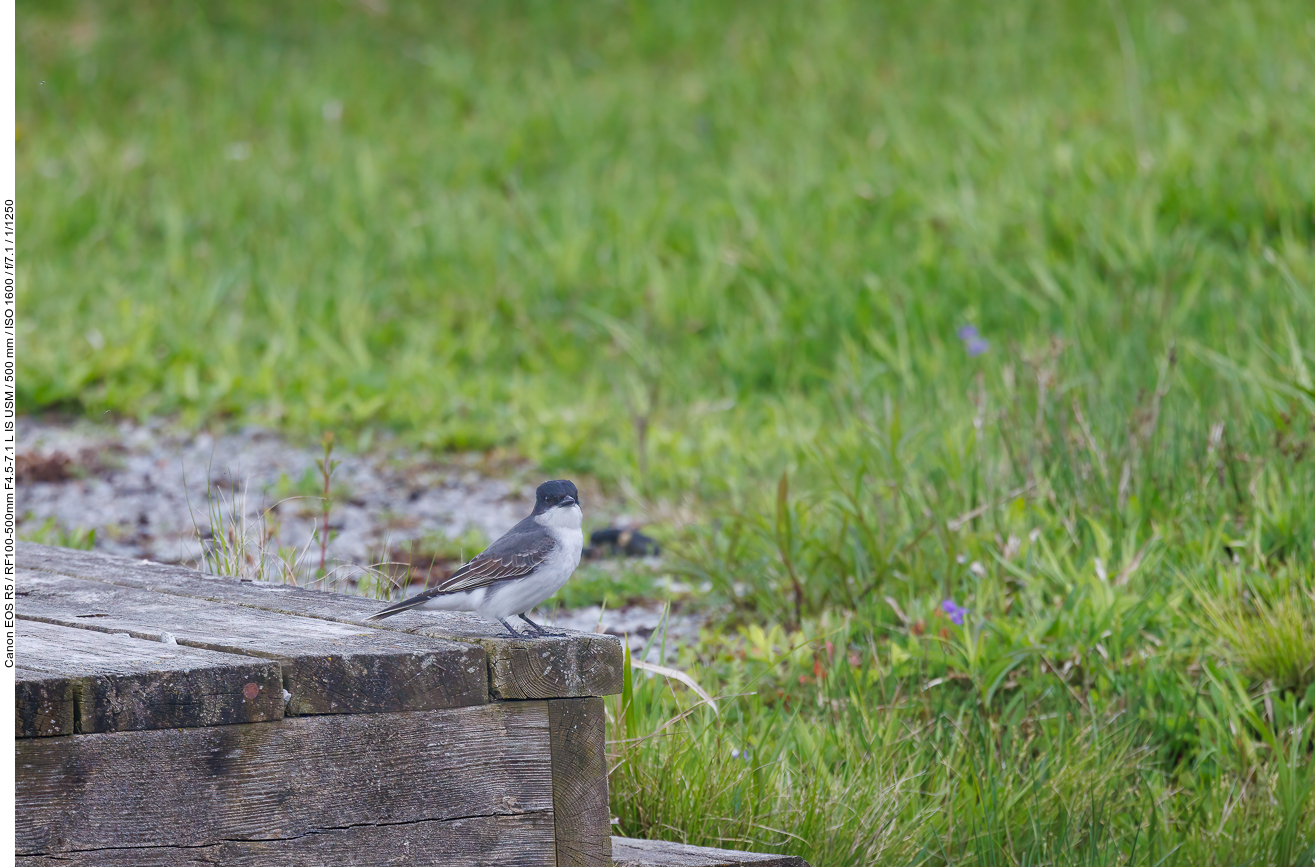 Schieferrücken-Königstyrann (Eastern kingbird) [Tyrannus tyrannus]