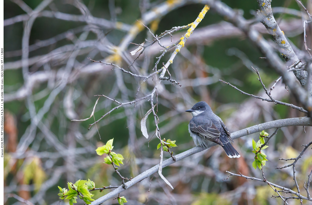 Schieferrücken-Königstyrann (Eastern kingbird) [Tyrannus tyrannus]