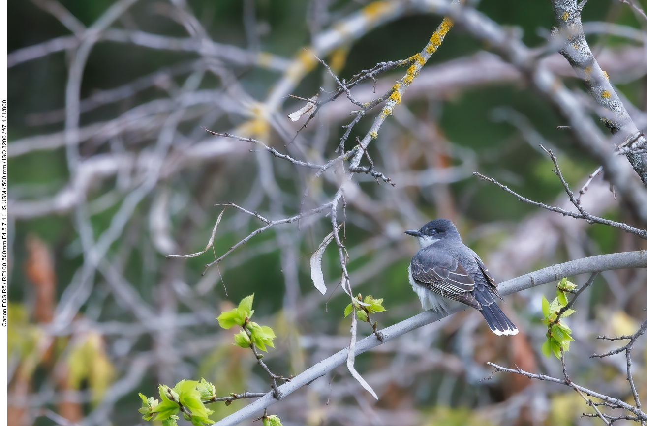 Schieferrücken-Königstyrann (Eastern kingbird) [Tyrannus tyrannus]