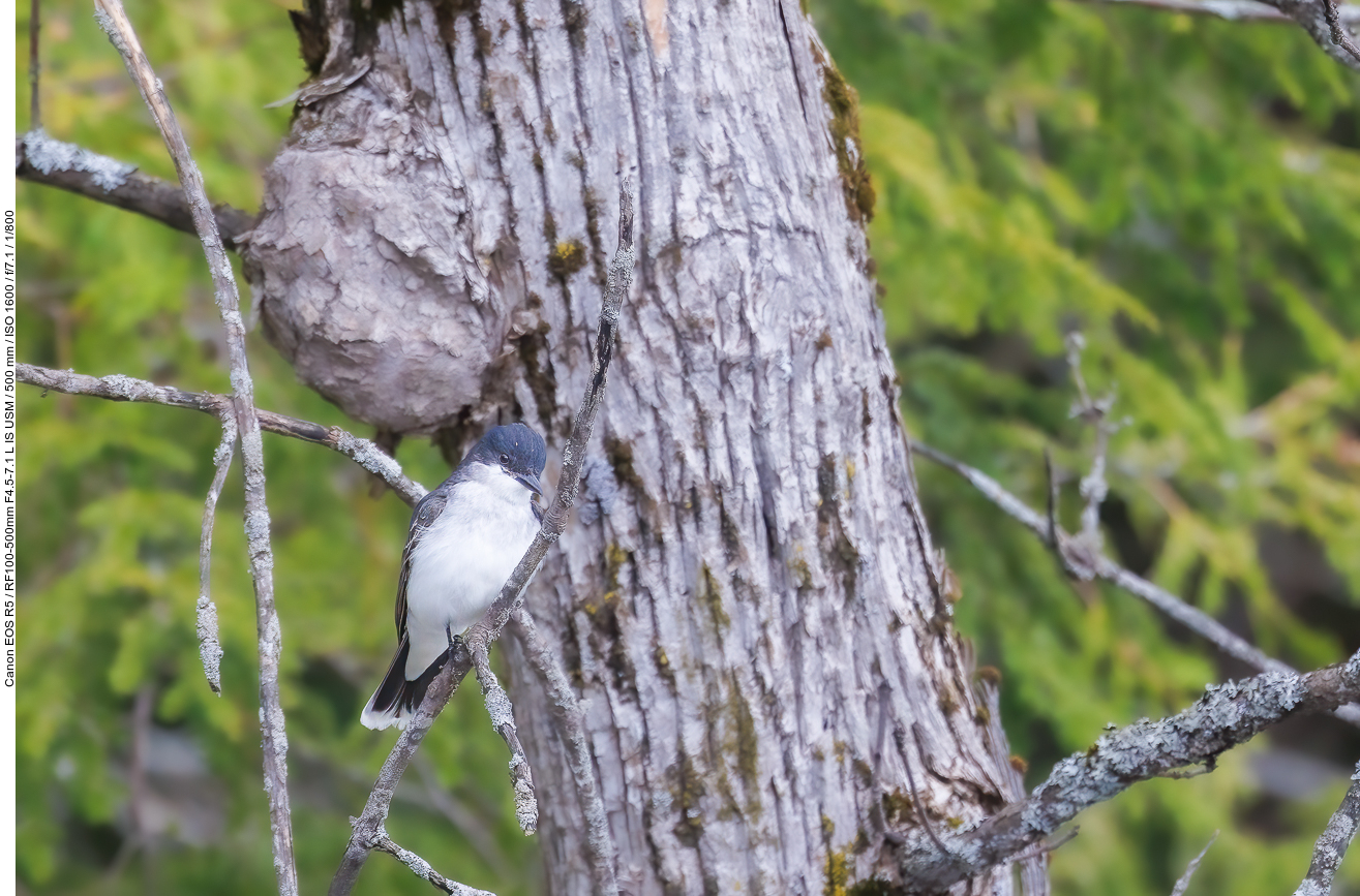 Schieferrücken-Königstyrann (Eastern kingbird) [Tyrannus tyrannus]