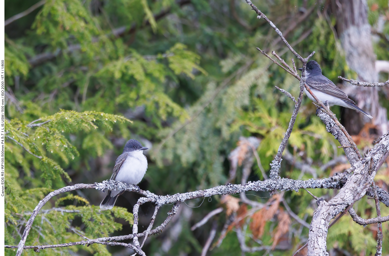 Schieferrücken-Königstyrann (Eastern kingbird) [Tyrannus tyrannus]