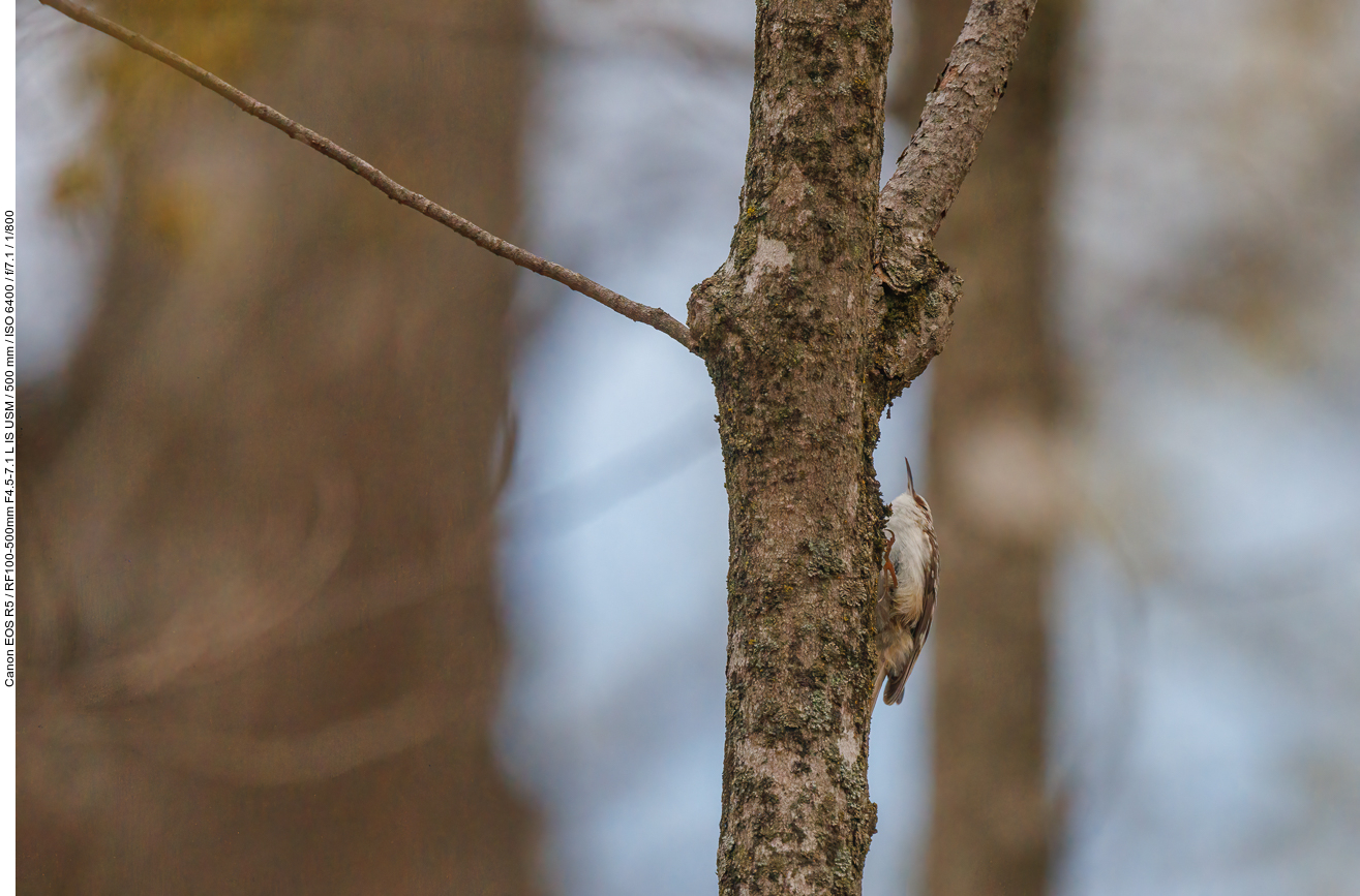 ... während ich nach Wildlife Ausschau halte, wie diesem Baumläufer