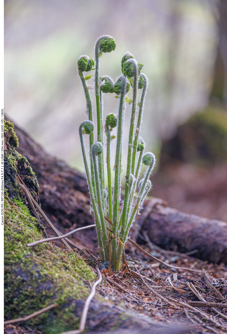 Teufelsfarn [Osmunda claytoniana]