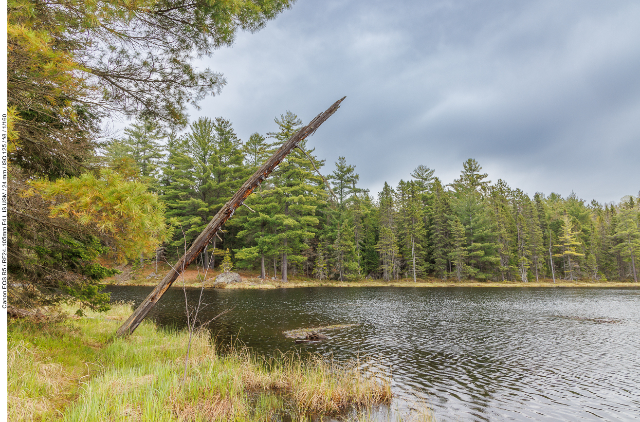 Der tote Baum fällt sich bald in den See