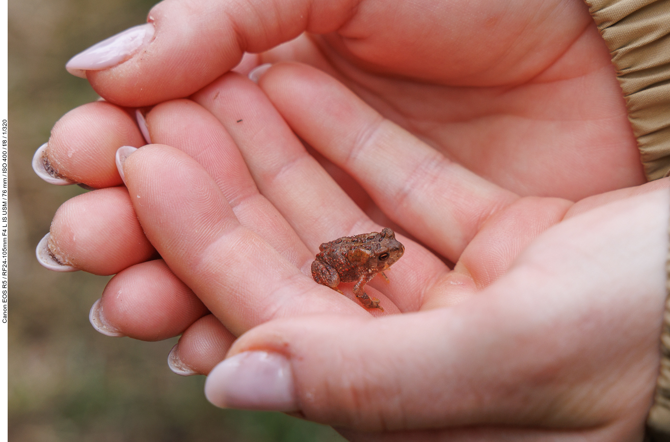 Junge Erdkröte (American Toad) [Bufo bufo]