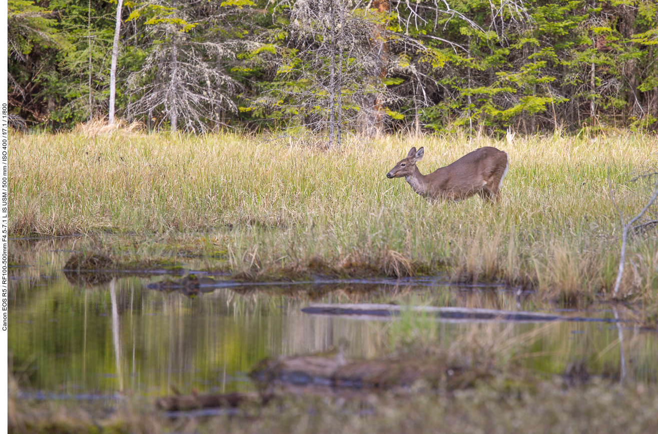 Weißwedelhirsch (White-tailed Deer) [Odocoileus virginianus]