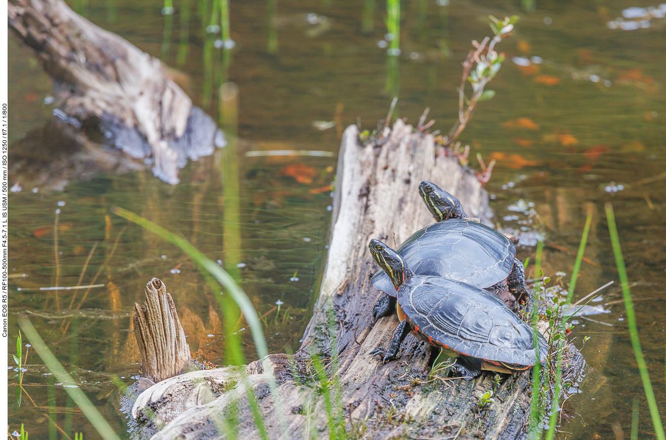 Zierschildkröte (Western painted turtle) [Chrysemys picta]