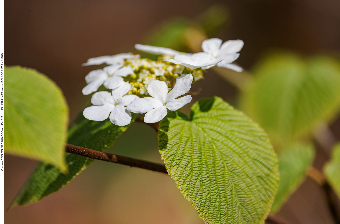 Erlenblättriger Schneeball [Viburnum lantanoides]