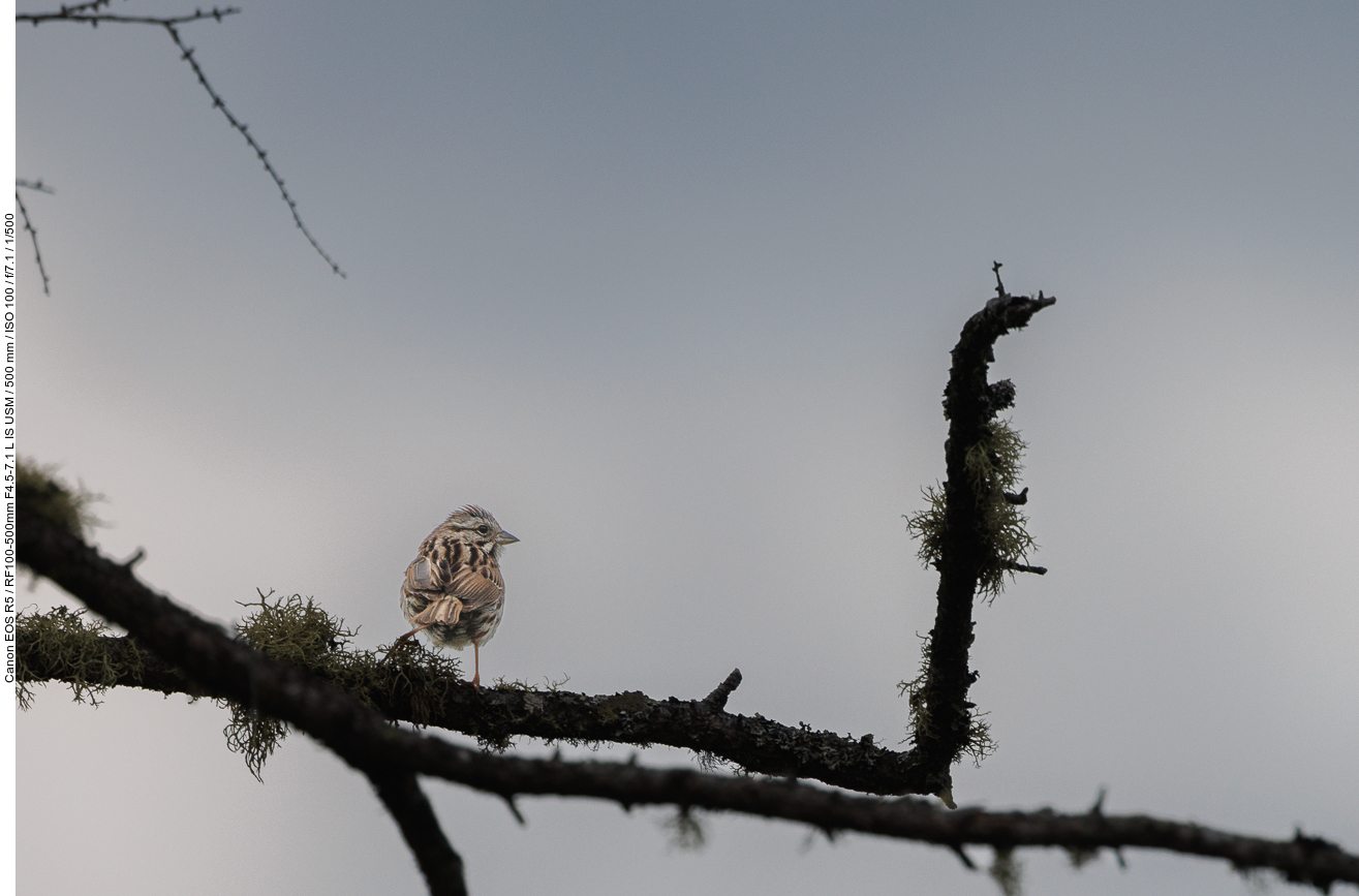 Wahrscheinlich eine Singammer (Song Sparrow) [Melospiza melodia]