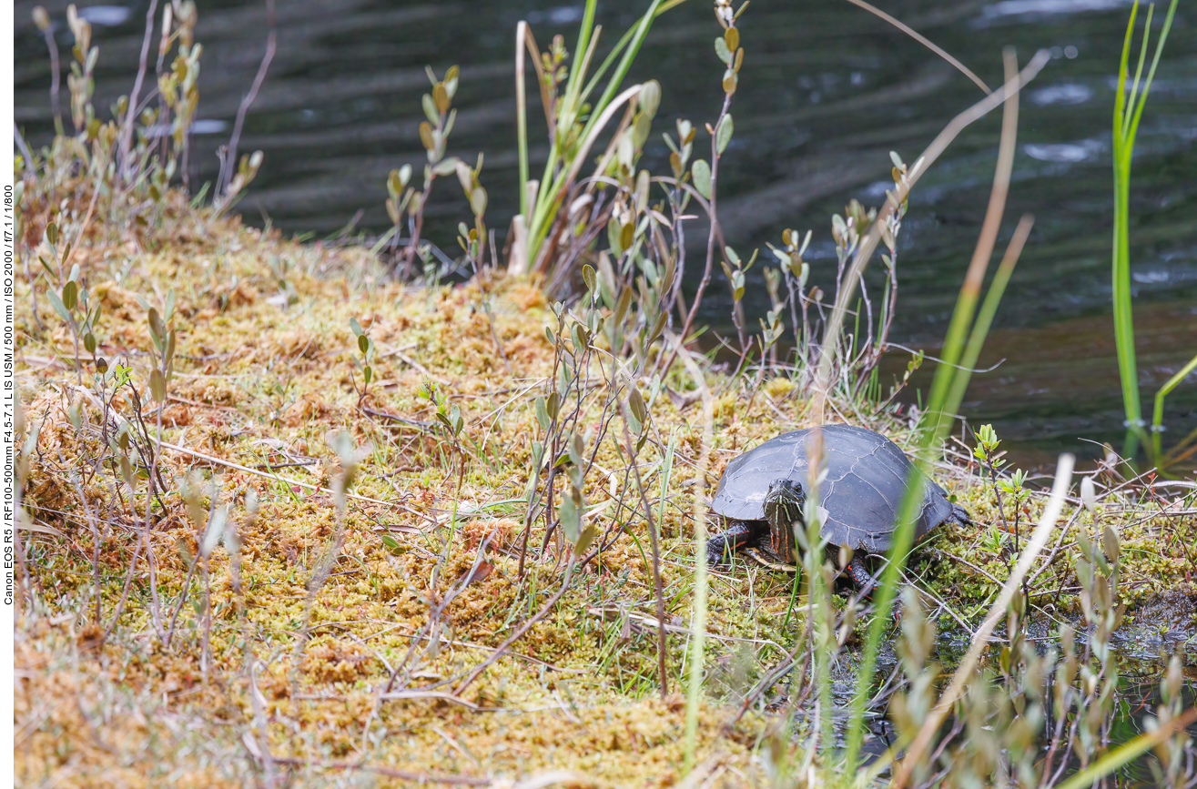 Eine Schmuckschildkröte lauert uns auf ;-)