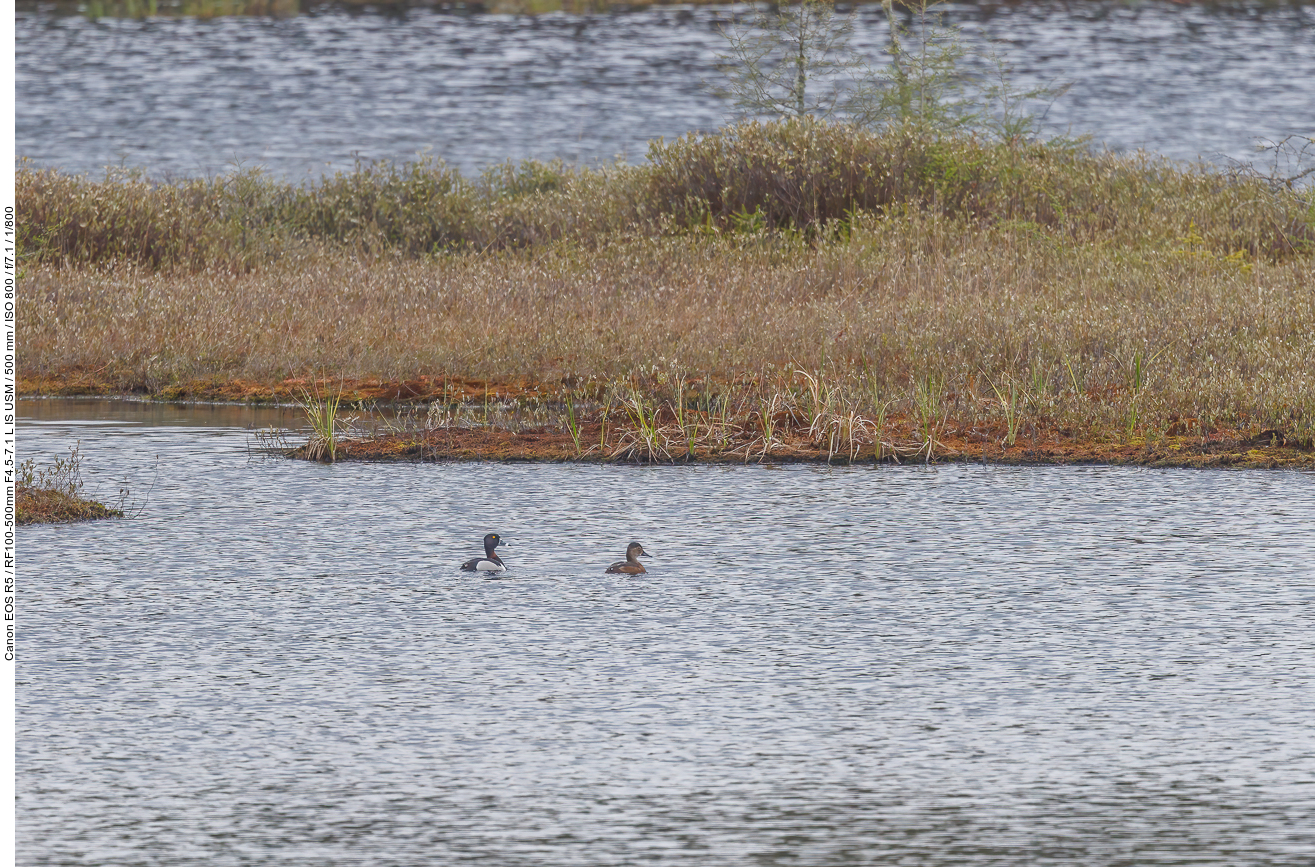 Ein Pärchen Ringschnabelenten (Ring-necked Duck) [Aythya collaris]