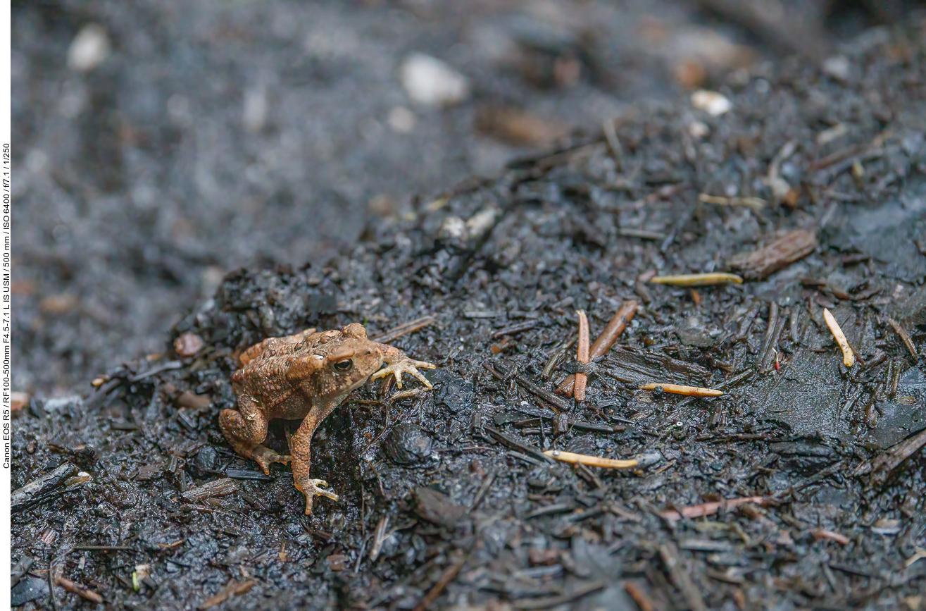 Erdkröte (American Toad) [Bufo bufo]