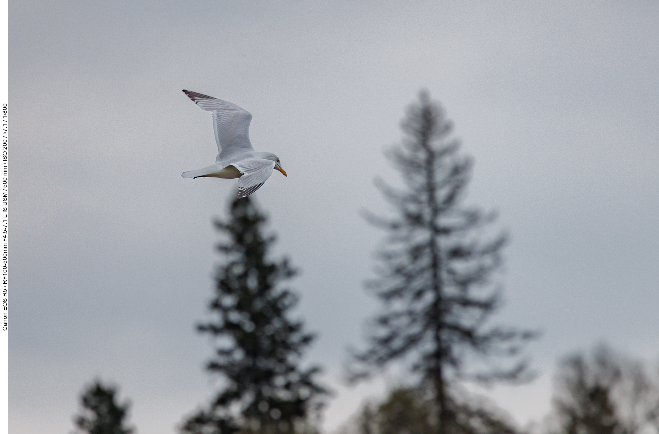Ringschnabelmöwe (Ring-billed Gull) [Larus delawarensis]