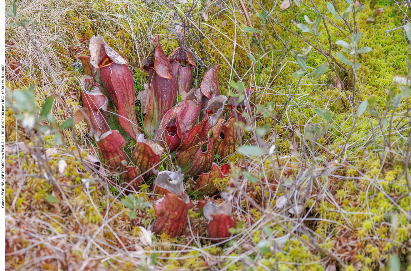 Wahrscheinlich Rote Schlauchpflanze [Sarracenia purpurea] (Fleischfressende Pflanze)