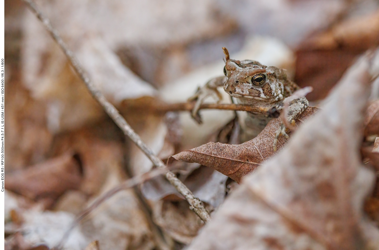 Eastern American Toad [Anaxyrus americanus]