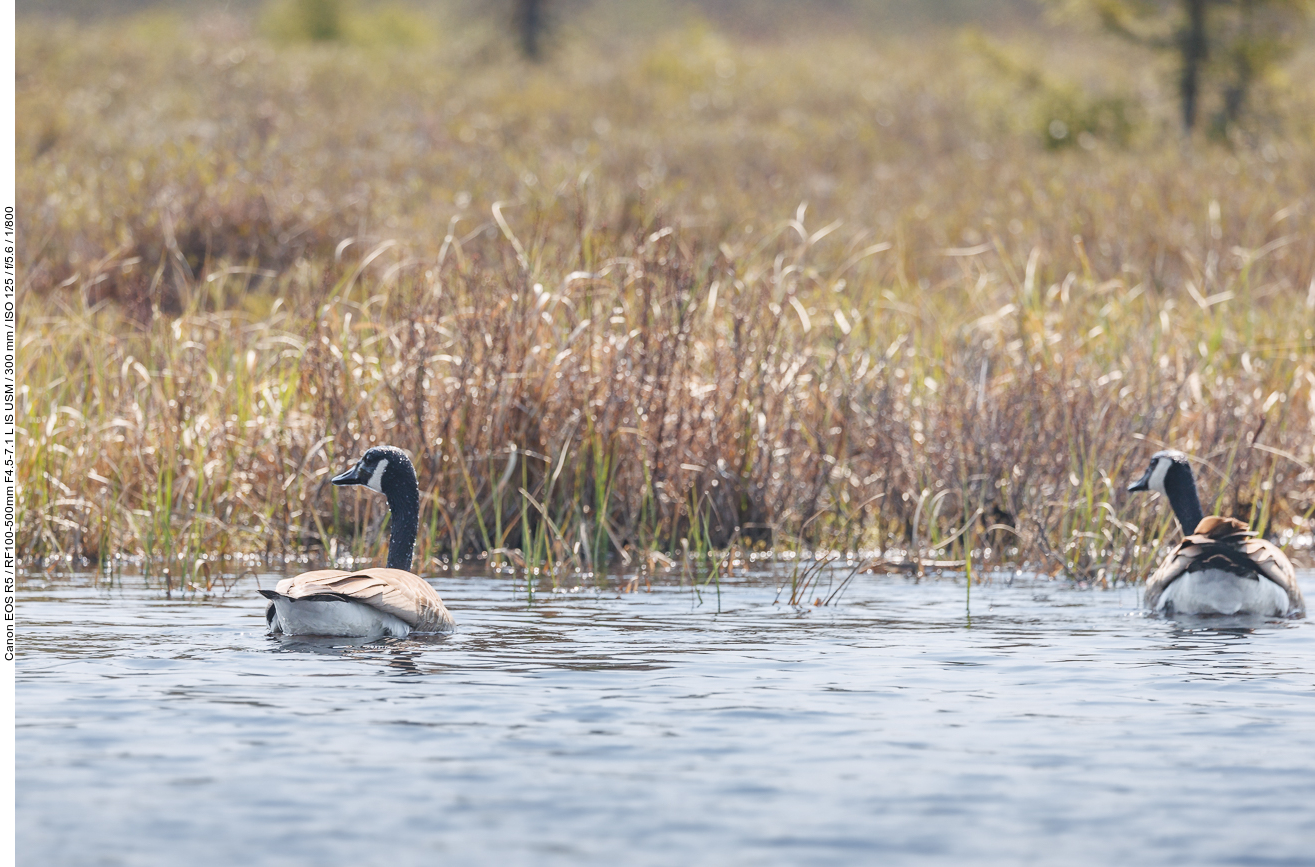 Kanadagänse [Branta canadensis]