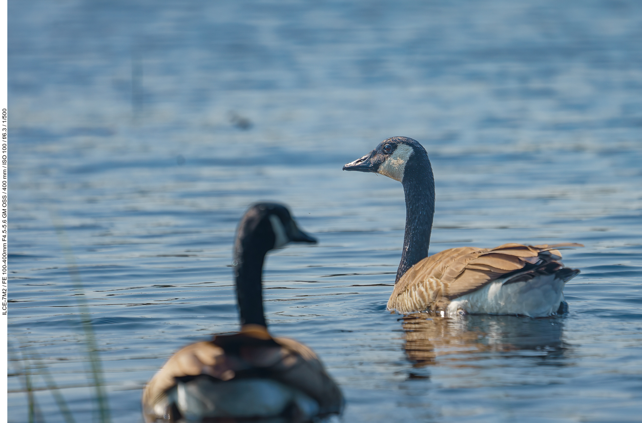 Kanadagänse [Branta canadensis](Foto: Kim)