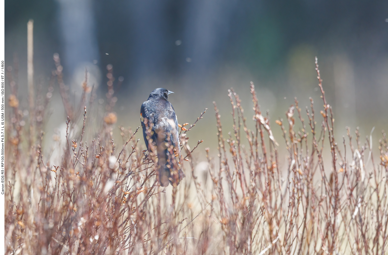 Rotflügelstärling (Red-winged blackbird) [Agelaius phoeniceus]