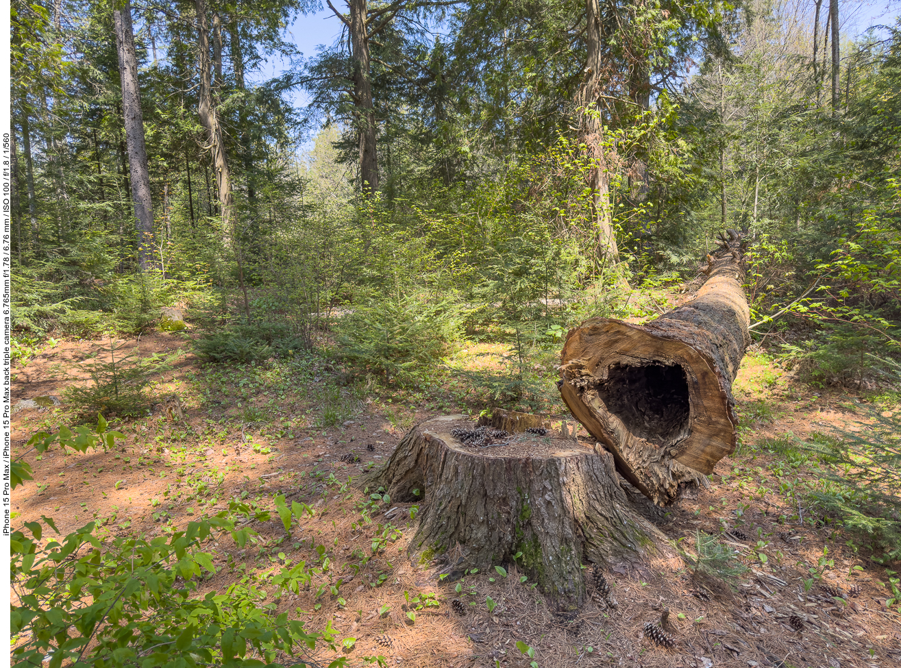 Gefällter hohler Baum
