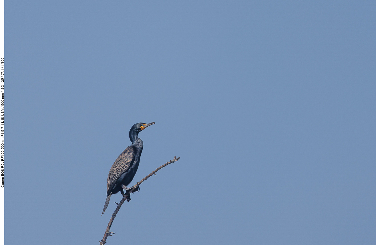 Ohrenscharbe (Double-crested cormorant) [Phalacrocorax auritus] (Kormoran)