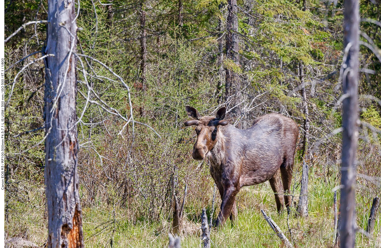 ... ein Elchbulle steht im Wald ...