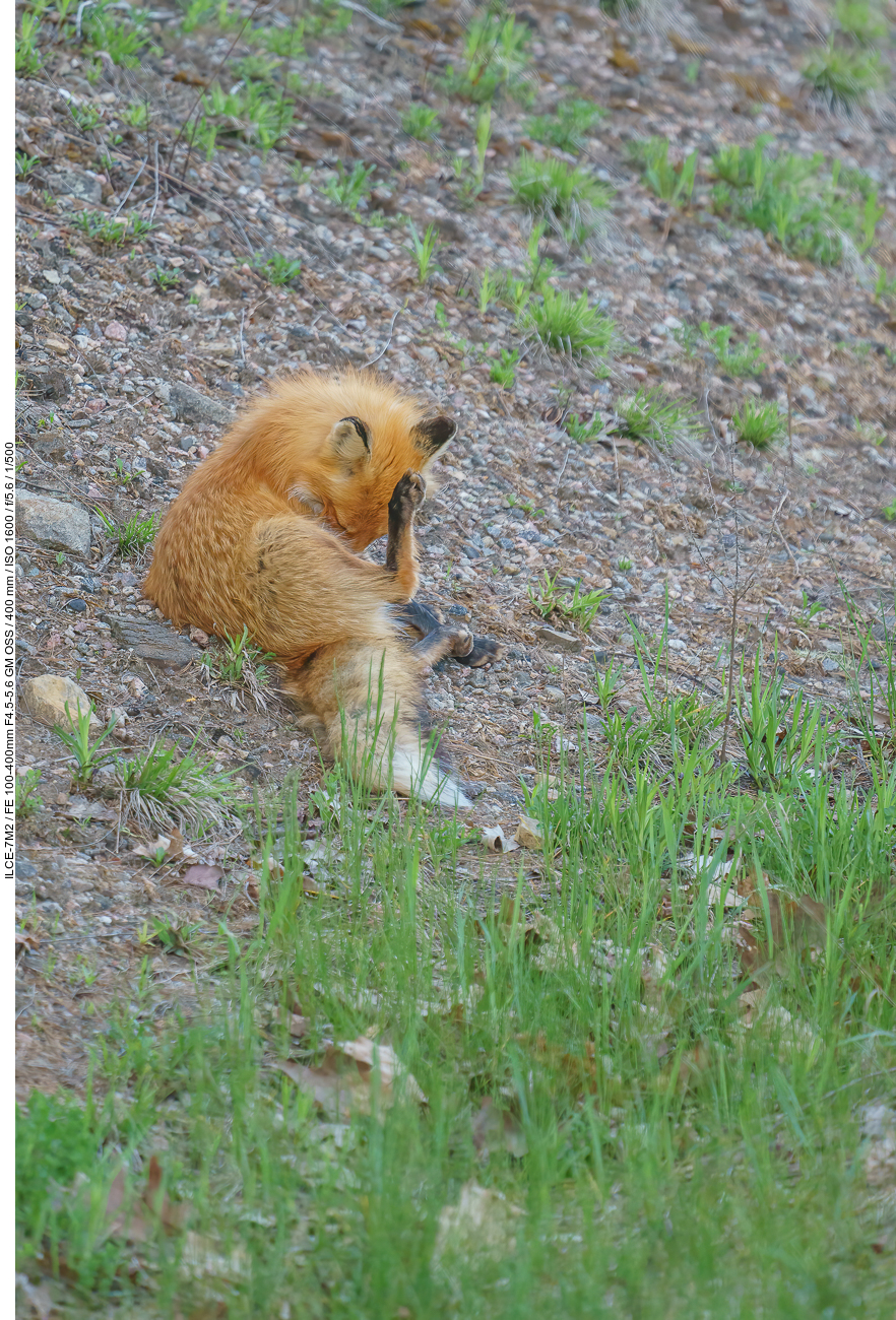 Auch einen Rotfuchs erwischen wir am Straßenrand