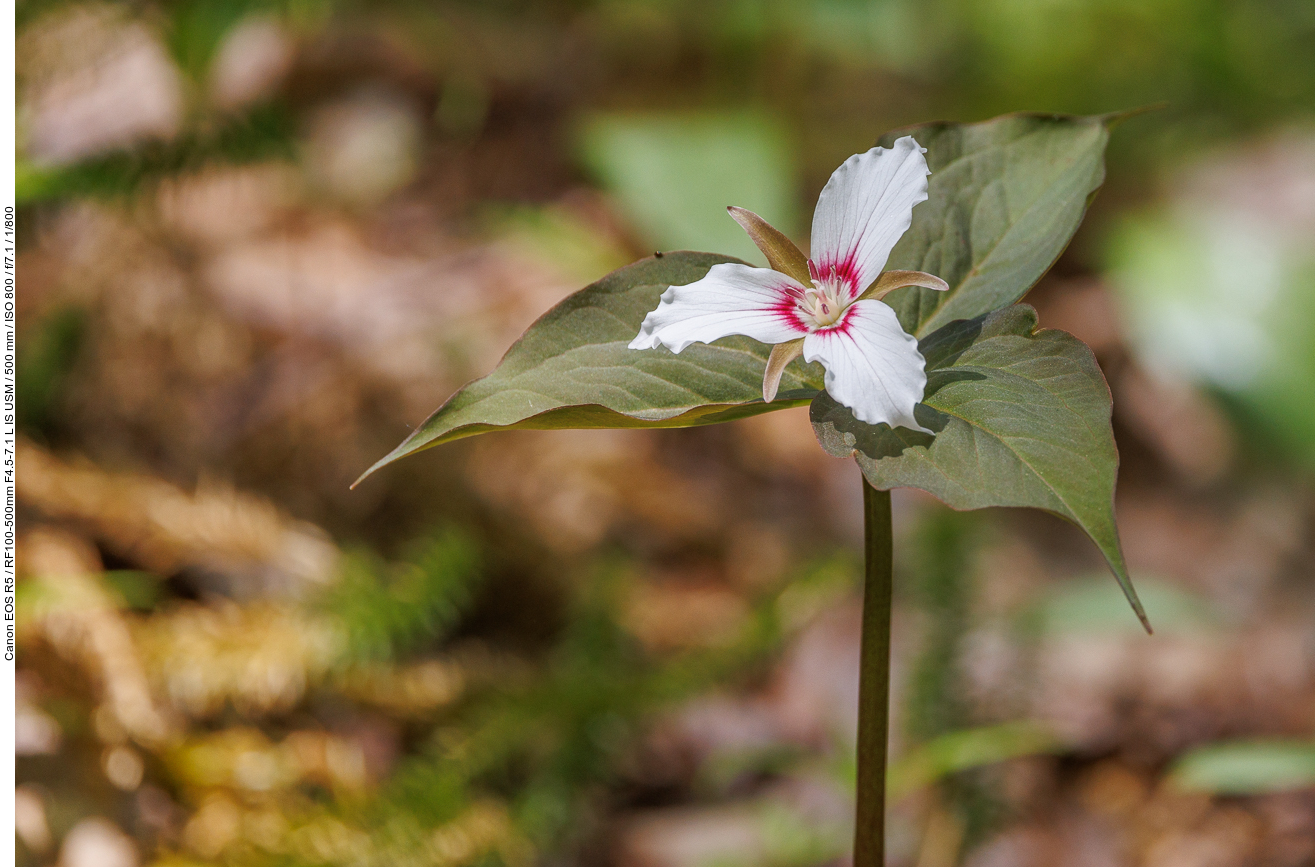 Painted trillium [Trillium undulatum]