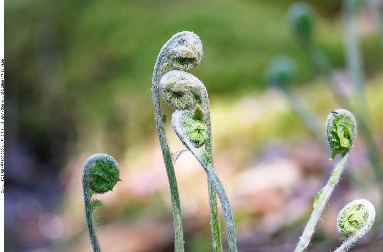 Teufelsfarn [Osmunda claytoniana]