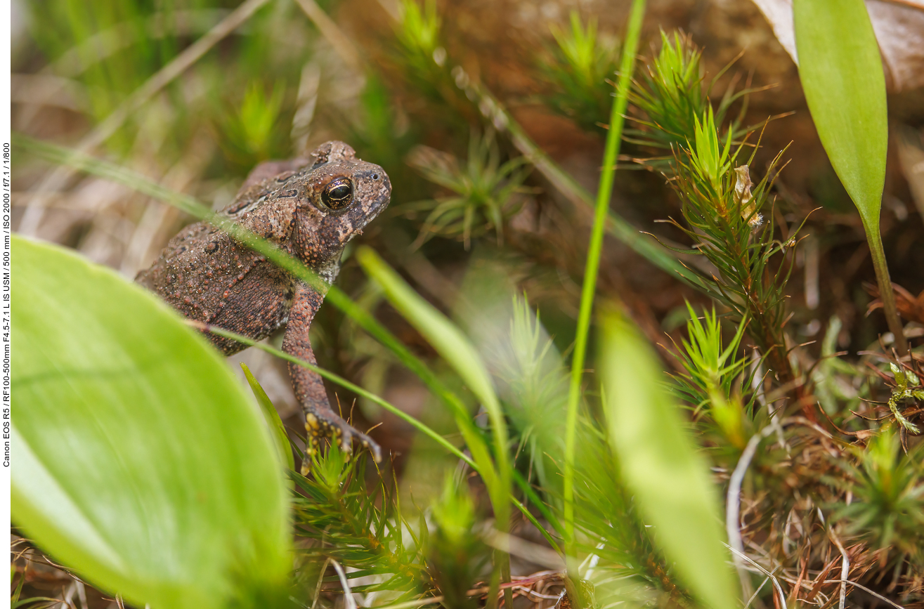 Amerikanische Kröte (American toad) [Anaxyrus americanus]