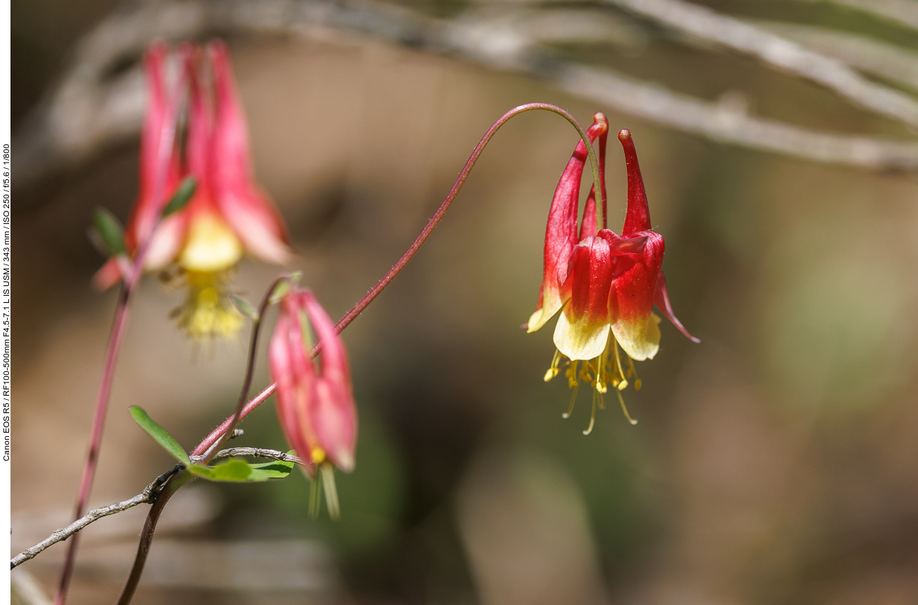 Rote Akelei [Aquilegia canadensis]