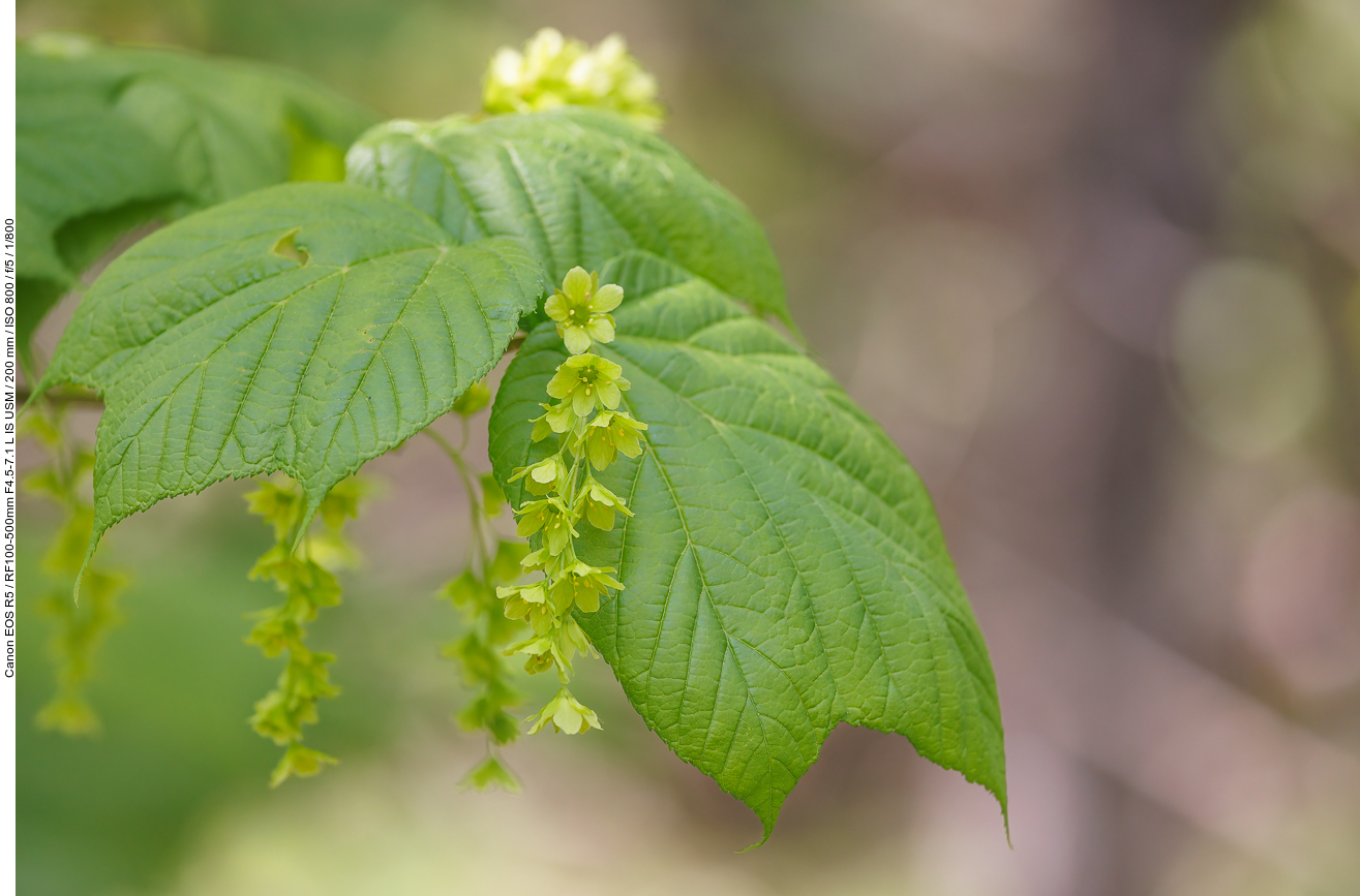 Steifenahorn [Acer pensylvanicum]