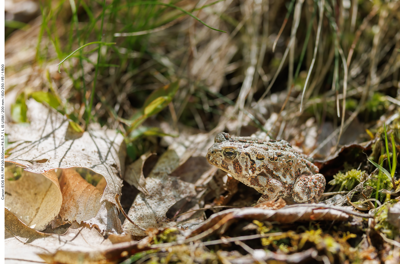 Amerikanische Kröte (American toad) [Anaxyrus americanus]