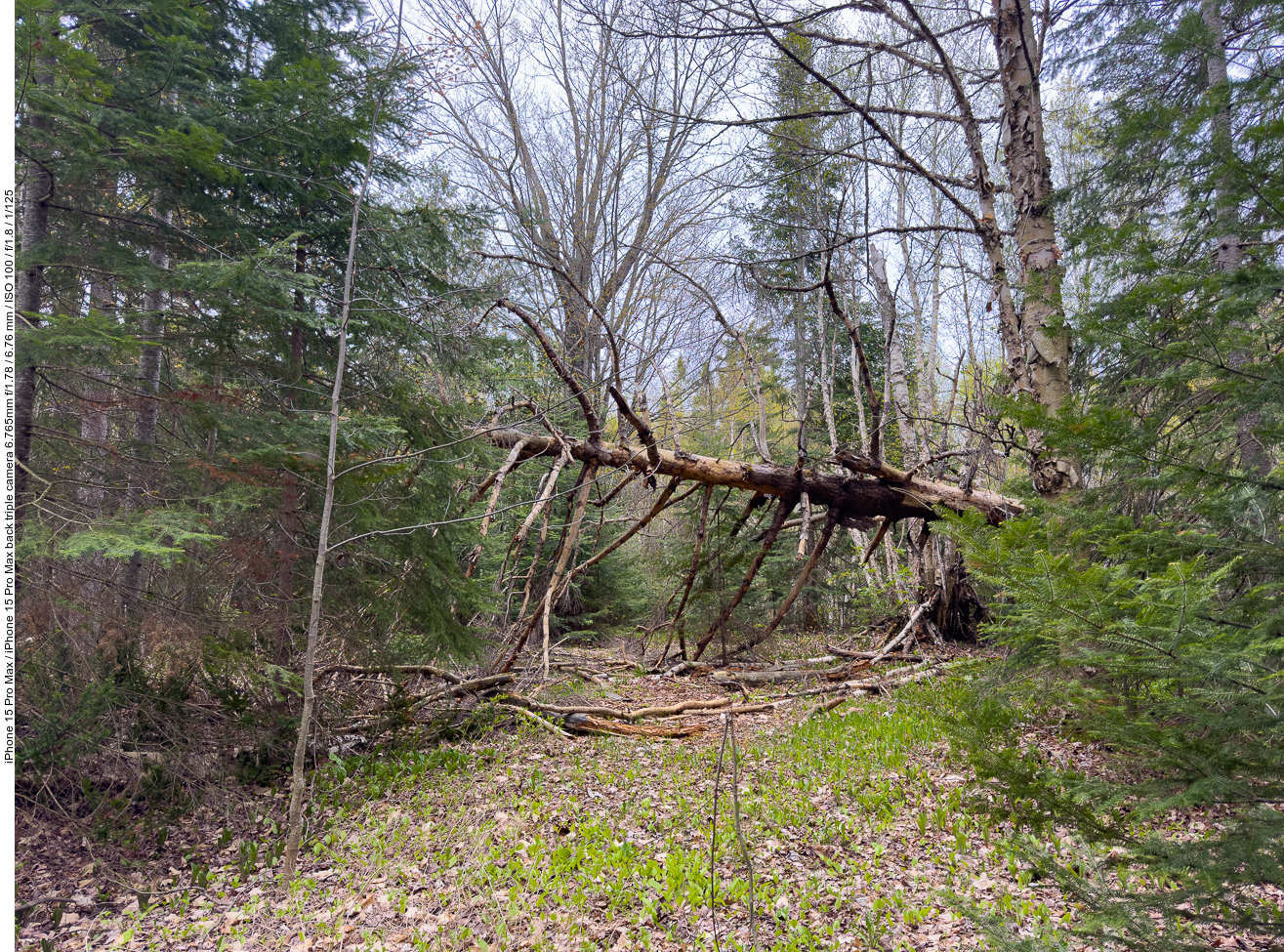 So mancher Baum hat sein Ende erreicht