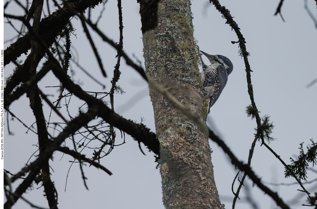 Weiblicher Schwarzrückenspecht (Black-backed Woodpecker) [Picoides arcticus]