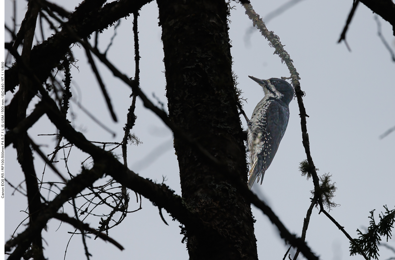 Weiblicher Schwarzrückenspecht (Black-backed Woodpecker) [Picoides arcticus]